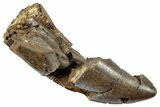 Serrated, Partial Tyrannosaur Tooth - Judith River Formation #293715-1